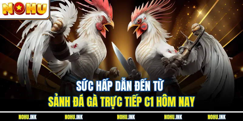 Sức hấp dẫn đến từ sảnh đá gà trực tiếp c1 hôm nay